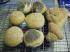 Dinkel-Jogurt Br�tchen