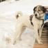 Nuri im Schnee