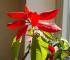 full_515c19f95c371_frthling1.jpg