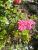Almrosenbl�te
