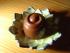 Kokos-Rum-Ganache trifft auf Zartbittermantel