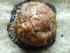 Fleischb�llchen vom Blech