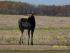 Moose