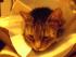 full_megmeg_am_10122010_01.jpg