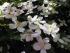 Mein Clematis / Fr&uuml;hjahr 2005