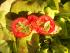 Tomatenbrot