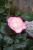Nostalgie mit ge�ffneter Bl�te