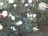 full_foto015.jpg