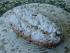 Stollen mit Marzipanf�llung   eigenes Rezept