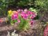Cosmea.jpg