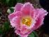 Gezackte Tulpen 