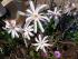 Die Sternmagnolie bl�ht wundersch�n