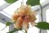 gelber Hibiskus