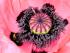Mohn mit Hummel