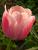 Tulpe im Abendlicht