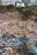 Ein Meer von Kirschbl�ten