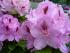 Rhododendron4