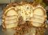 Frankfurter Kranz