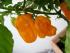 Habanero Orange  (C. chinense)