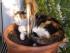 Daisy die "Rosmarinkatze"