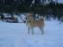 Josef im Schnee