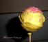 full_meinerstercakepop.jpg