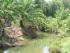 im Mangroven-Wald