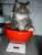 Nie und nimmer d�rfen unsere Katzen auf die Arbeitsplatte - nur beim Wiegen!!! ;-))