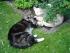 full_20070714mira2.jpg