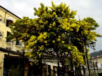 Mimose in Garda - Ende M&auml;rz 2010