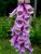 Fingerhut mit Hummel Velen 06-2010