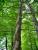 Urwald SH Ostsee Bockholmwik 2010