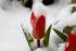 Tulpen an Ostern 2008