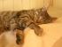 Emma beim Mittagsschl�fchen