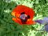 Mohnblume