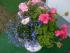 Blumenpokal