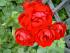 rote Rose