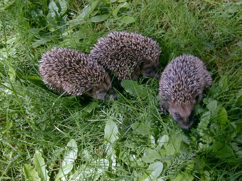 Kleine Igelfamilie bei uns im Garten 14.09.06 um 14.35 Uhr