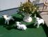 full_pict0021.jpg