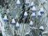 full_bild796.jpg  Kugeln mit Schneehaube