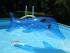 full_bild153.jpg  Flipper im Pool