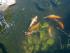 Koi, Goldorfe und eine Mummel