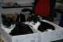 Susi (links) und Sammy (rechts)