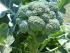 full_dsc00009.jpg