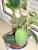 Stephanotis (Kranzschlinge)