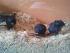 Meine Rennm�use: Speedy, Urmel und Teddy