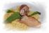 Schweinsrouladen mit B�rlauchf�llung