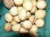 * Nougat - Bissen * 2