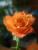 Rose.jpg