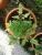 Tomatenpflanzen mit wei�lichen Bl�ttern